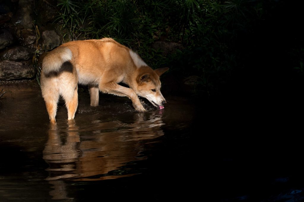 Dieren spotten in Australië: Dingo op Fraser Island