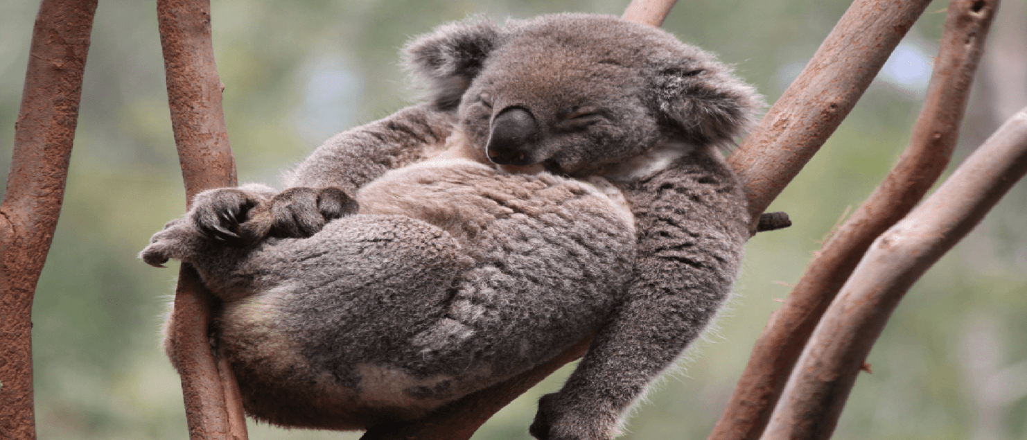 Koala at Magnatic Island