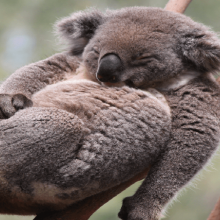 Koala at Magnatic Island