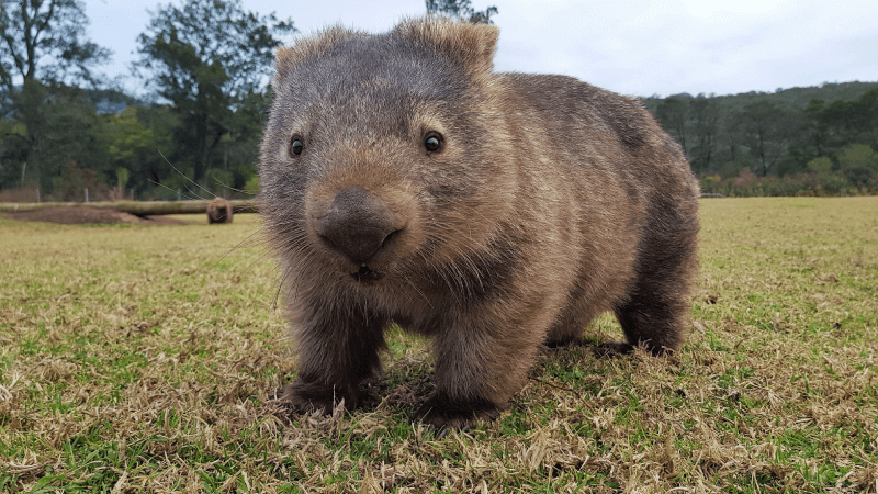 Dieren spotten in Australië: Wombat