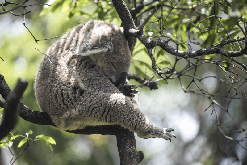 Koala in een boom
