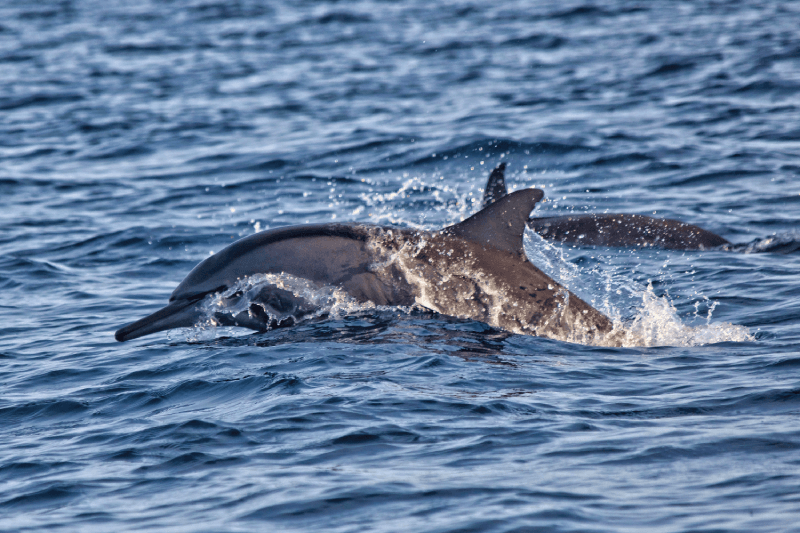 Eilanden die niet mag missen: Dolfijn bij Moreton Island