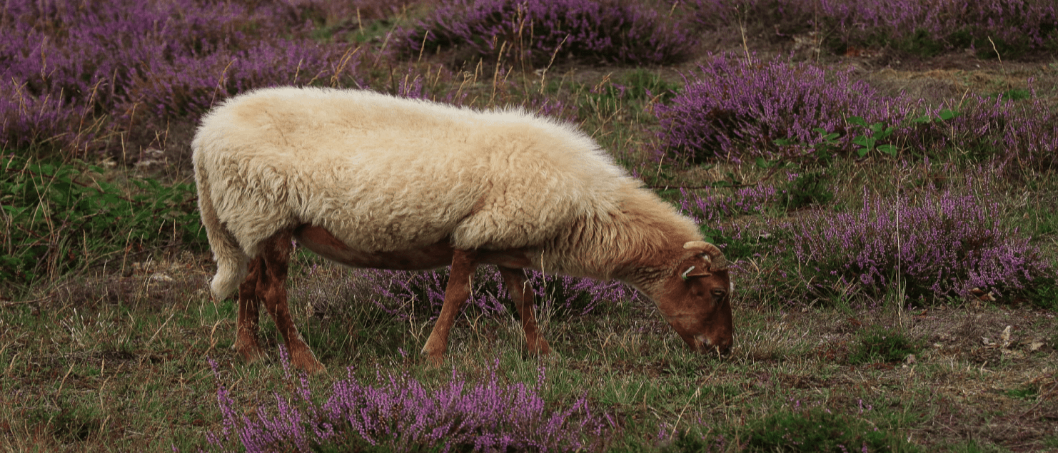 Schapen in de Heide