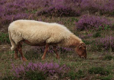 Schapen in de Heide