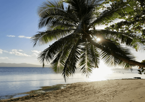 Strand met palmboom Fiji