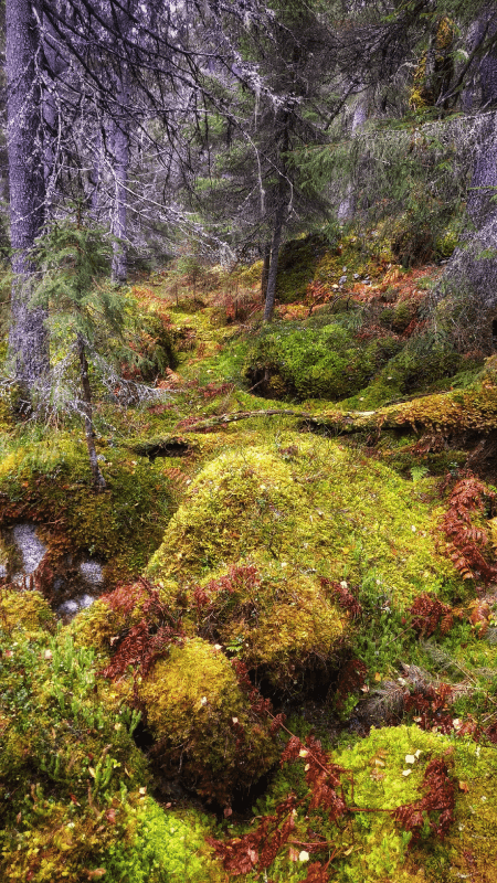 Nationaal-park-bjornlandet-mos