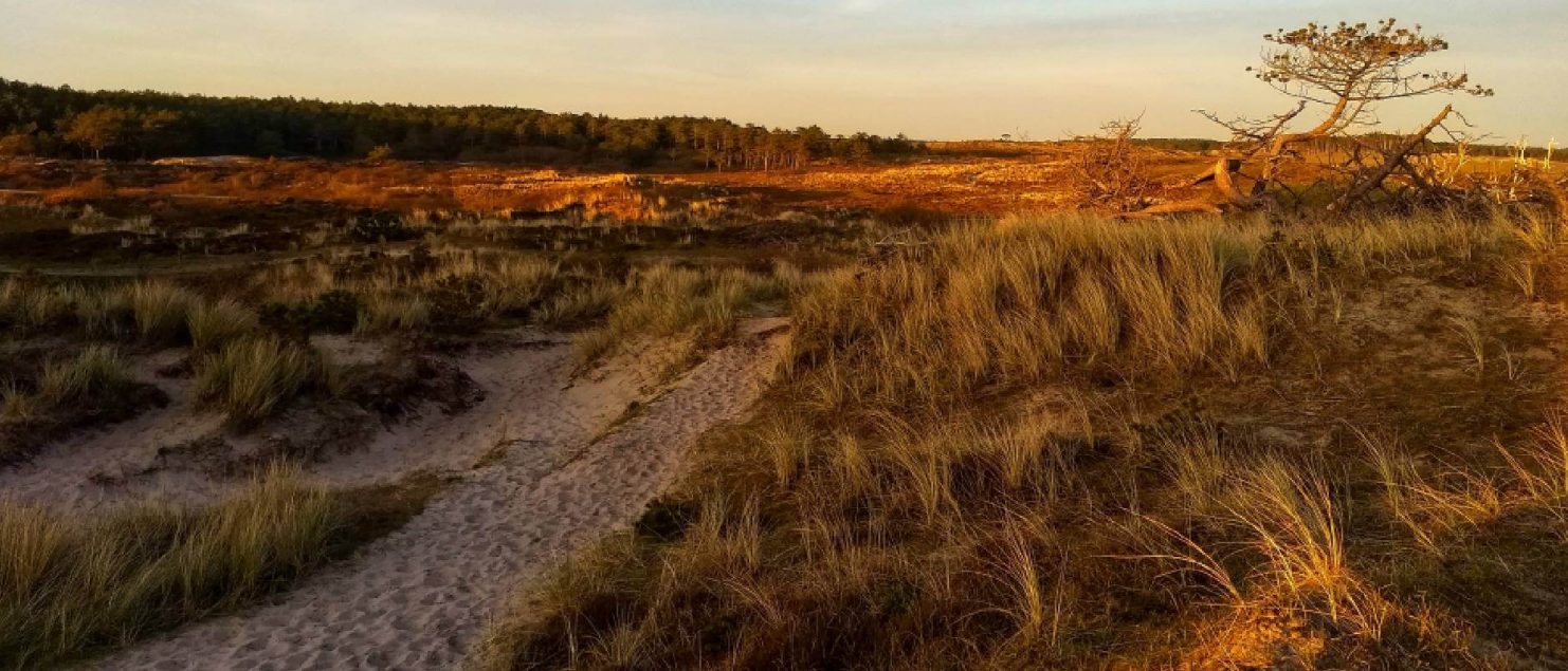 wandelen-schoorlse-duinen
