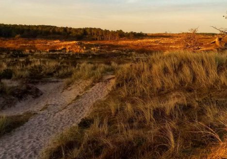 wandelen-schoorlse-duinen
