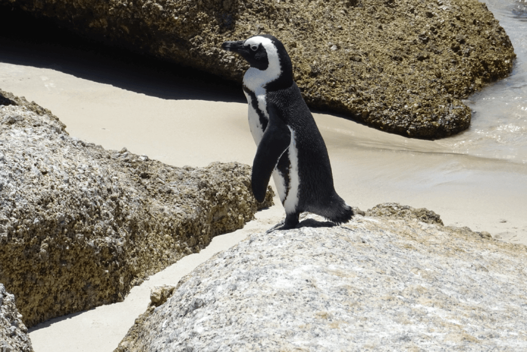 Boulders beach pinguins