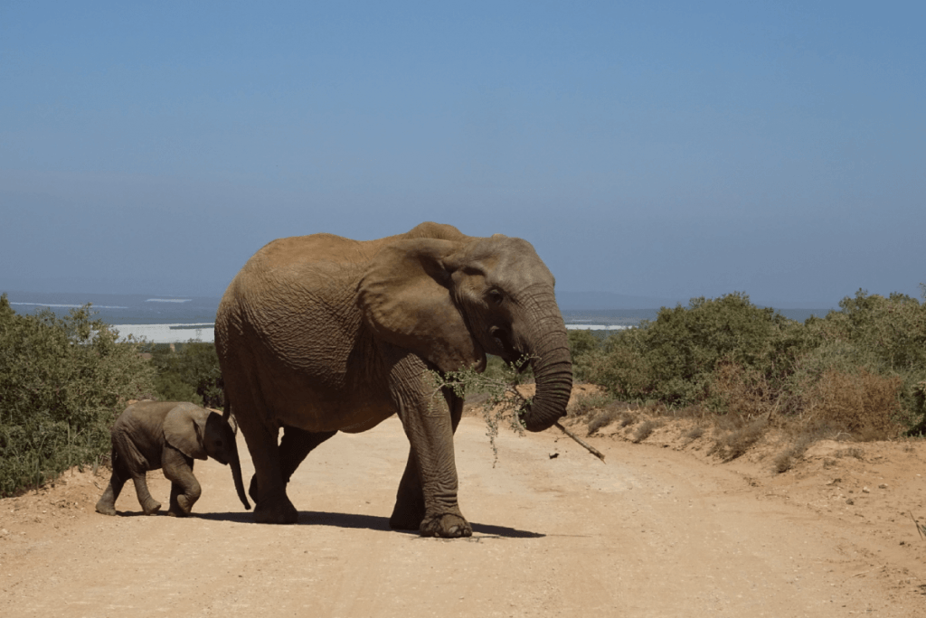 Addo Elephant Park Garden Route