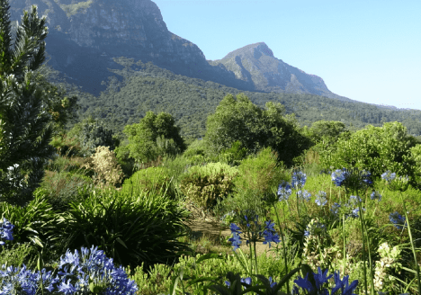 Kirstenbosch Kaapstad tips botanische tuinen