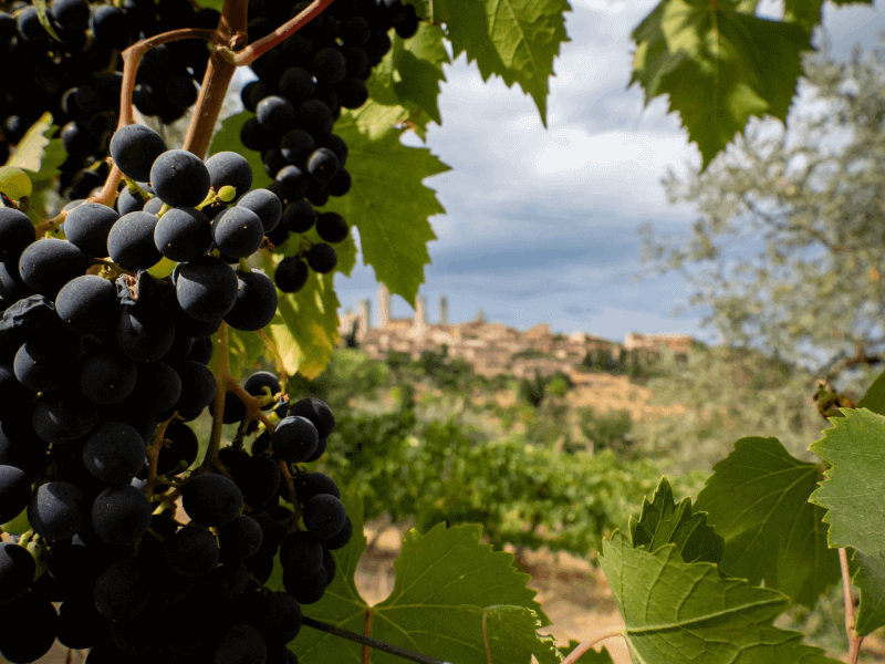 Wijnveld bij San Gimignano