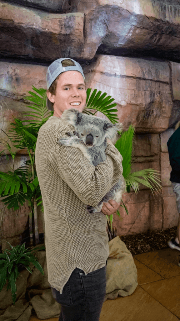 Koala Knuffelen