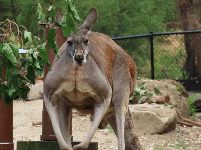 Kangoeroe in Australia Zoo