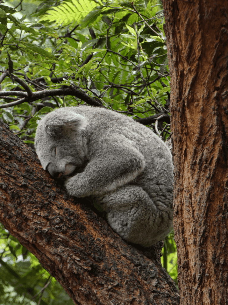 Koala in Australia Zoo