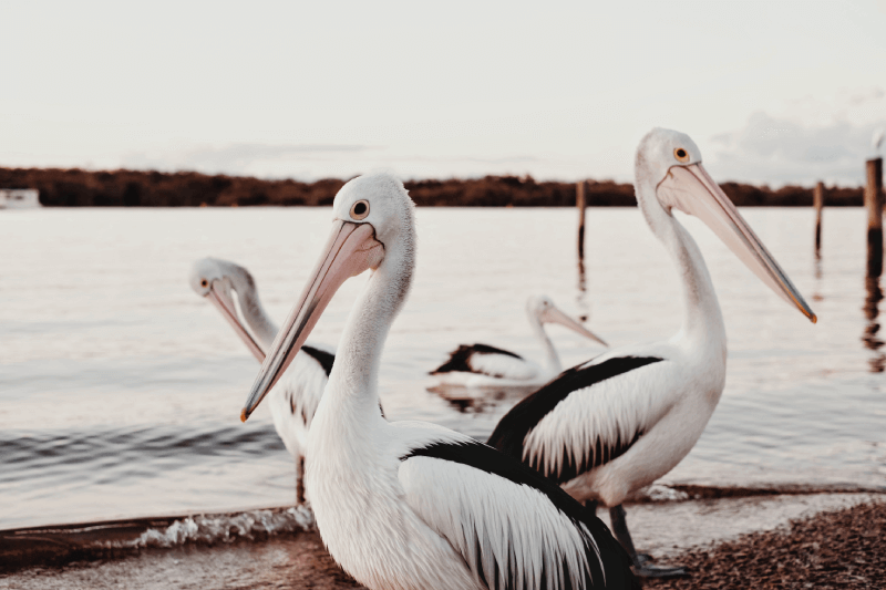 Pelikanen bij Noosa Heads