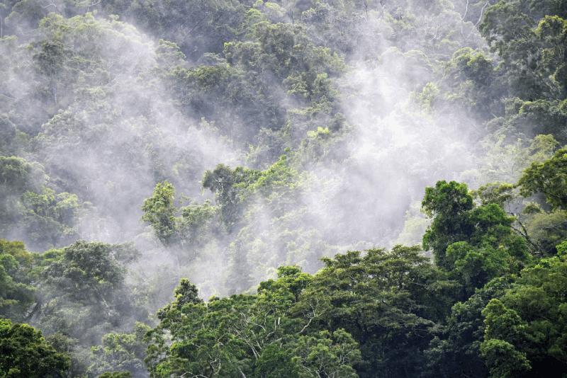Regenwoud in de buurt van Cairns