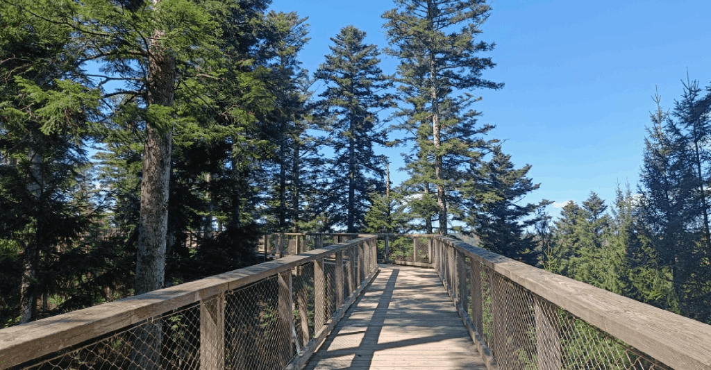 Doen in het zwarte woud- leukste activiteiten