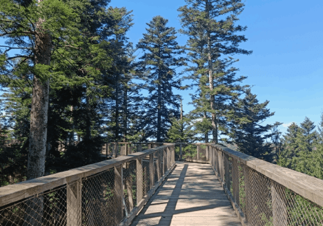 Doen in het zwarte woud- leukste activiteiten