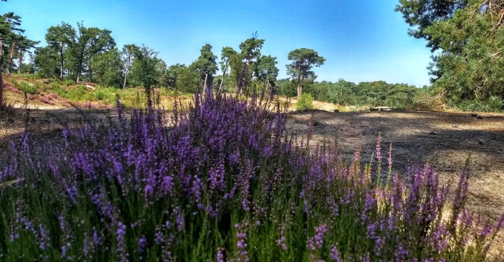 Wandelroutes in Nederland: Via deze sites vind jij ze! wandelroutes vinden in Nederland