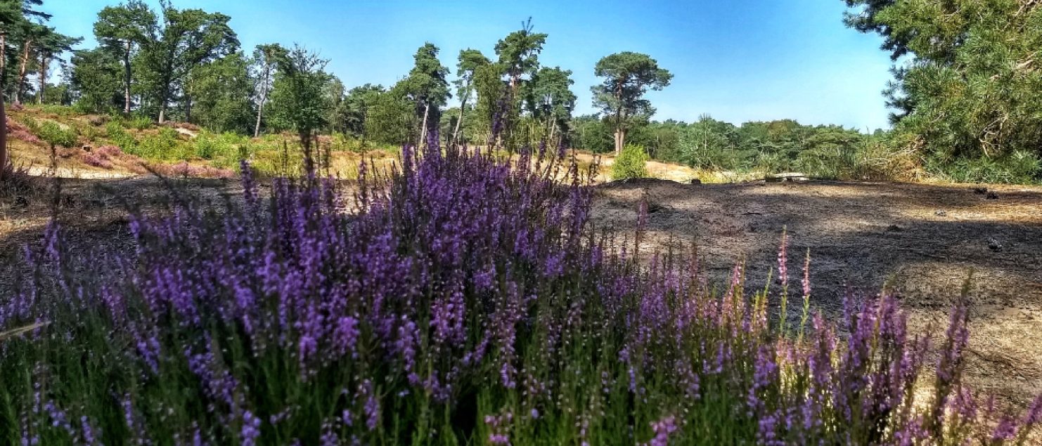 wandelroutes vinden in Nederland