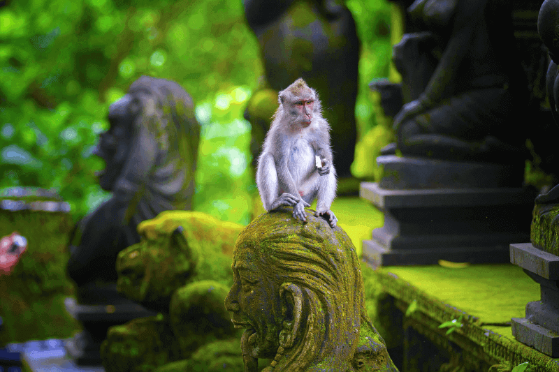 Voorbereiding voor Bali bij apen op bezoek.