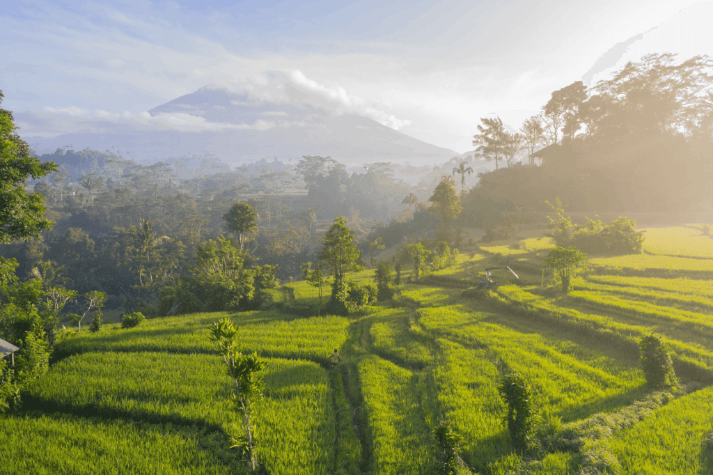 Voorbereiding voor Bali: 15 tips die je moet weten voor je vertrekt! Rijstvelden Indonesië