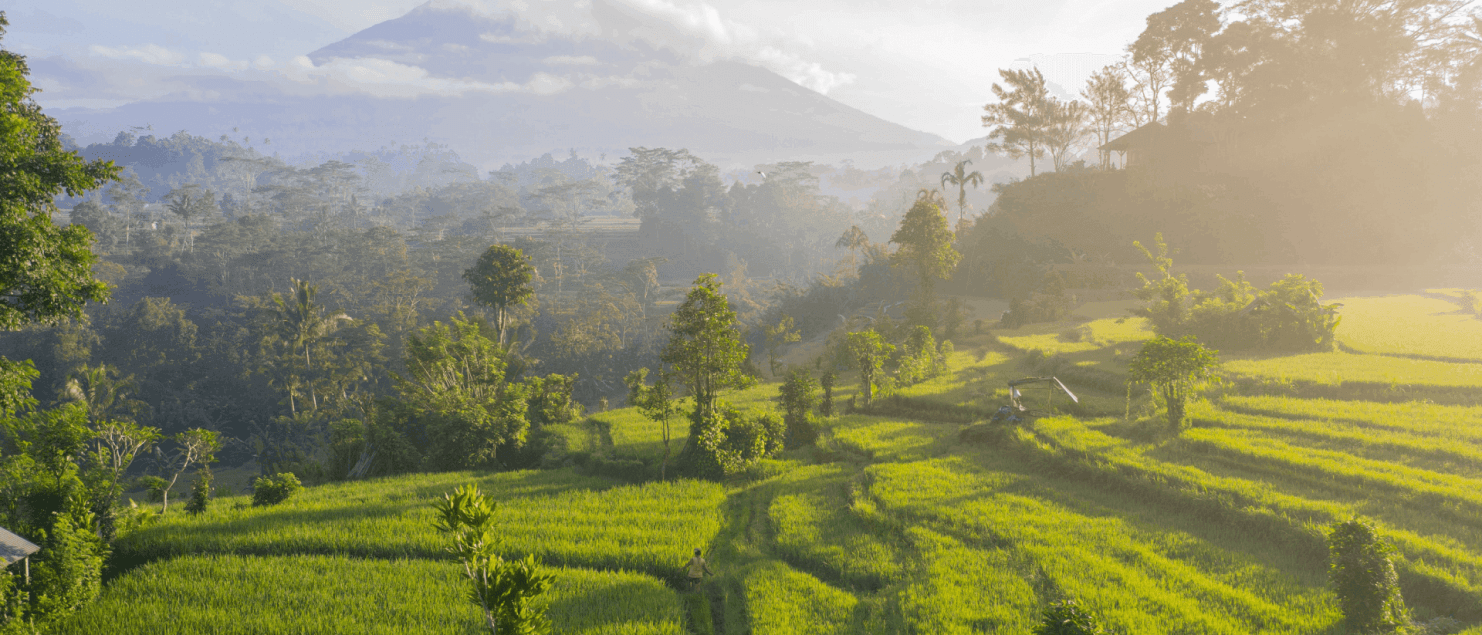 Rijstvelden Indonesië