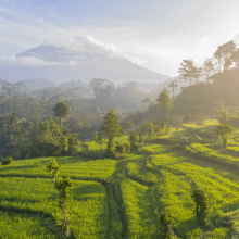 Rijstvelden Indonesië