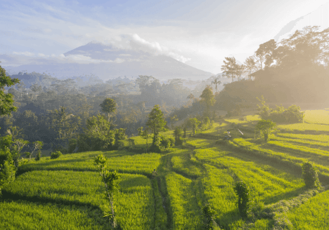 Rijstvelden Indonesië