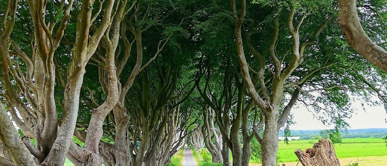 Game of Thrones route kings road