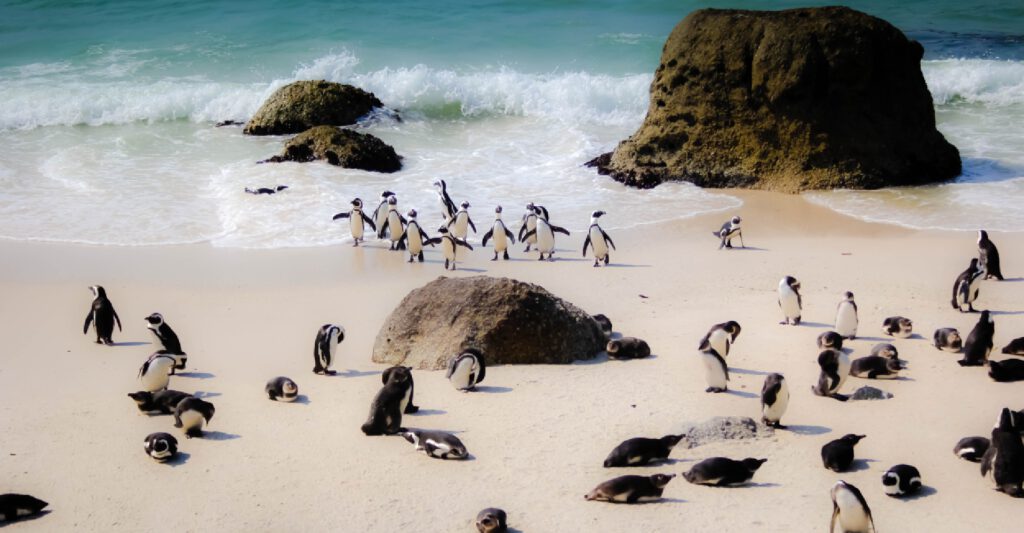 Boulder Beach Kaapstad pinguins blog