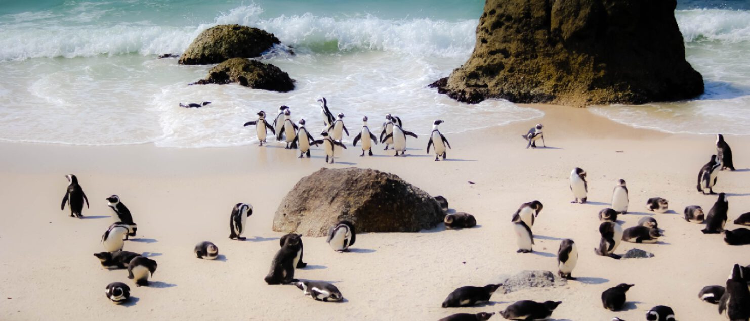 Boulder Beach Kaapstad pinguins blog