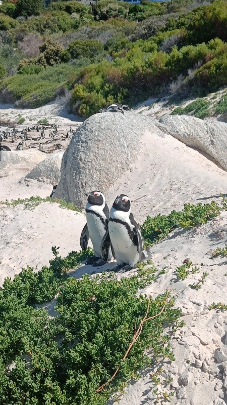 Pinguin duo boulders beach