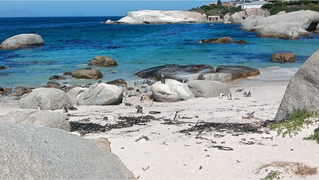 Pinguins op afstand strand