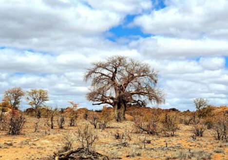 Voorbereiding voor Botswana