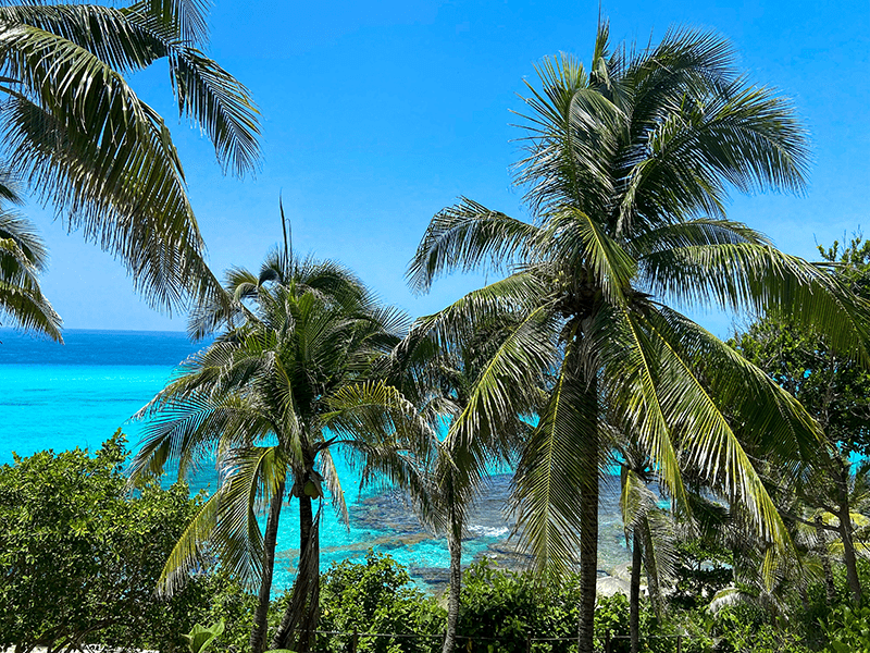 Palmbomen bij Isla Mujeres