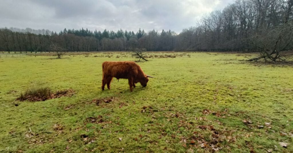 Wandelen in de Veluwezoom - mooiste routes op de posbank