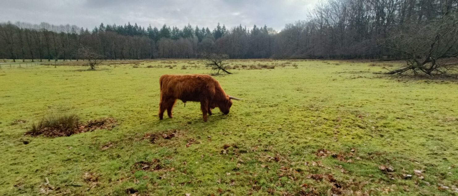 Wandelen in de Veluwezoom - mooiste routes op de posbank