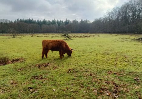 Wandelen in de Veluwezoom - mooiste routes op de posbank