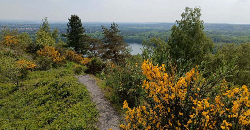Wandelen Hoge Kempen: één van de mooiste natuurgebieden van België  Wandelen Hoge Kempen prachtig uitzicht