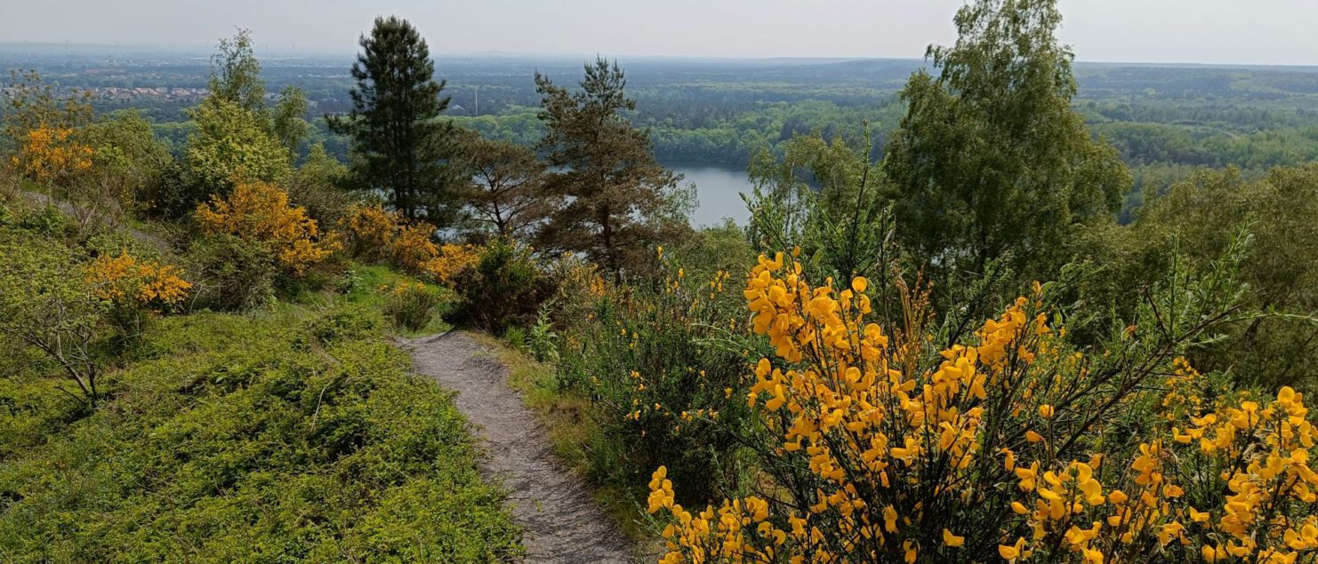 Wandelen Hoge Kempen prachtig uitzicht