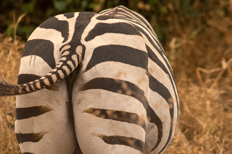 Kontje van zebra