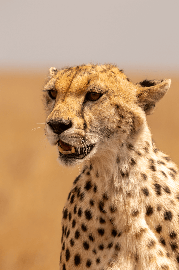 Voorbereiding voor Tanzania en Zanzibar: Cheetah