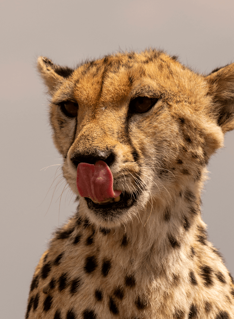 Cheeta in Serengeti