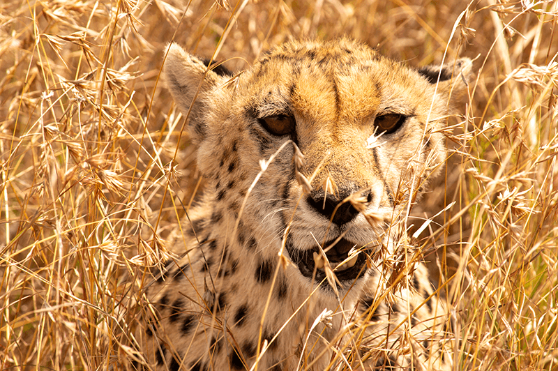 Cheetah verstopt in gras Serengeti