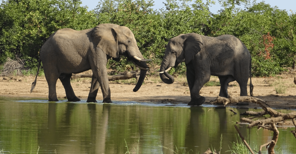 Voorbereiding voor Zuid Afrika foto olifanten