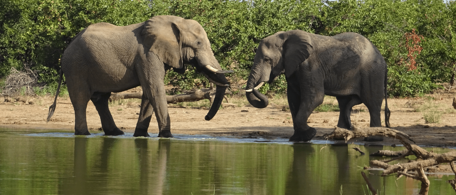 Voorbereiding voor Zuid Afrika foto olifanten