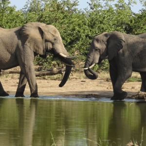 Voorbereiding voor Zuid Afrika foto olifanten