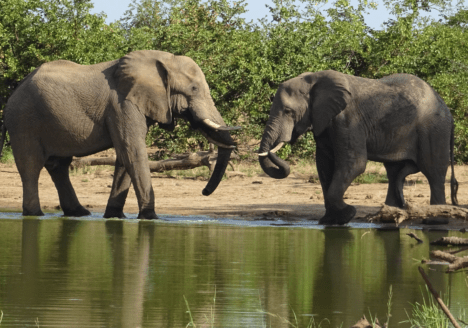 Voorbereiding voor Zuid Afrika foto olifanten